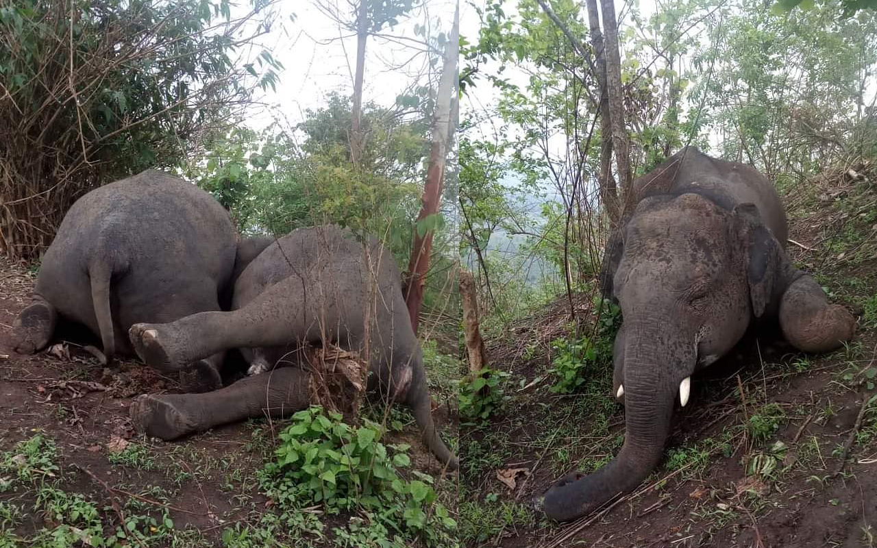 18 Elephants die in lightning strikes in Nagoan of Assam - NKTV